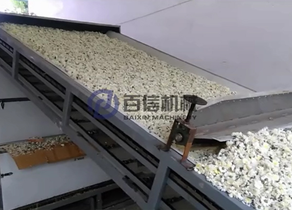 菊花烘干現(xiàn)場(chǎng)