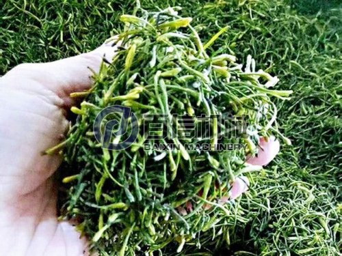 關于金銀花你了解多少？金銀花烘干加工