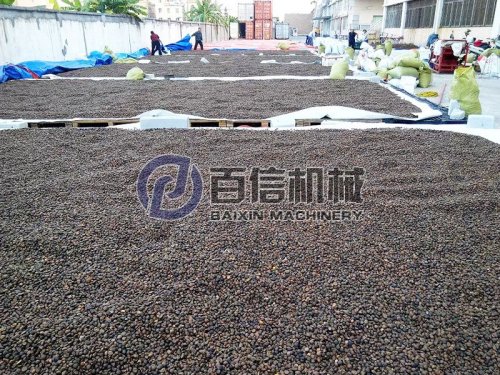 油茶籽干燥選用哪種烘干設(shè)備？