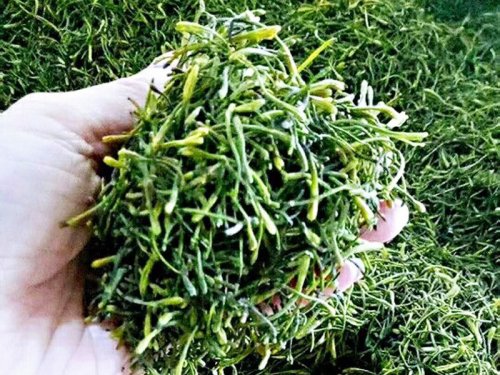  如何選擇金銀花烘干機(jī)？金銀花烘干設(shè)備有哪些？