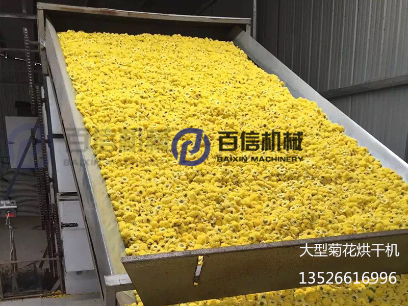 皇菊烘干機1