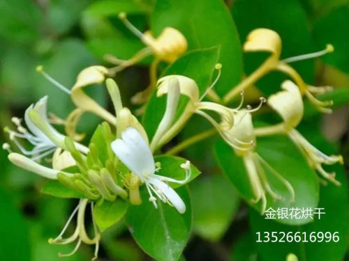  金銀花烘干產(chǎn)業(yè)商機(jī)無限