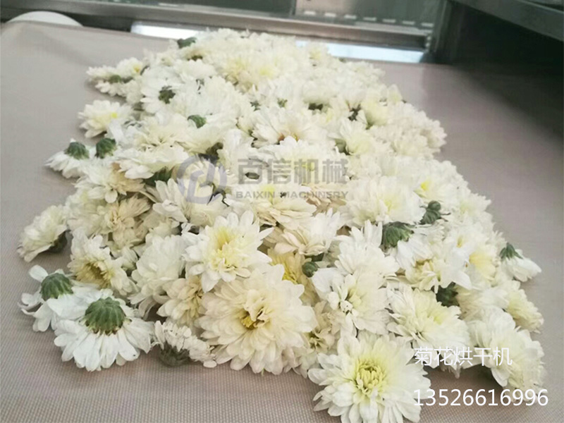 菊花殺青烘干機