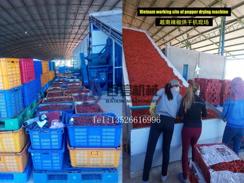 哪里有賣辣椒網(wǎng)帶烘干機(jī)？