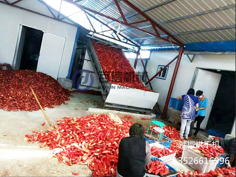 新疆辣椒網(wǎng)帶烘干機(jī)現(xiàn)場