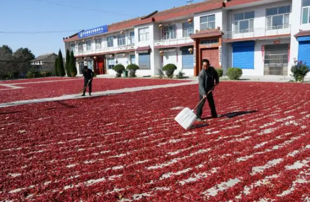 辣椒烘干