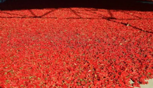 全自動(dòng)辣椒烘干機(jī)有哪些？哪一種烘干方式效果更好？